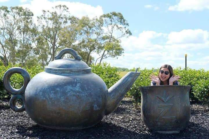 Private tour from Auckland - Waitomo Glowworm Caves, Zealong Tea & Kiwi Bird - Photo 1 of 15